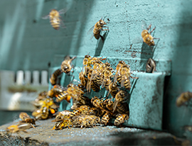 Le monde fascinant des abeilles