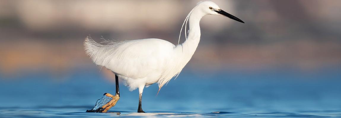 oiseaux mourachonne