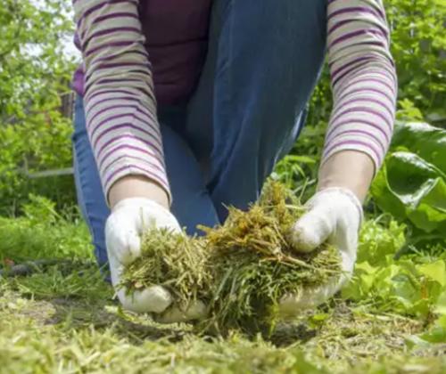 dechets-verts-jardin