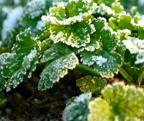 Formation protéger jardin du froid