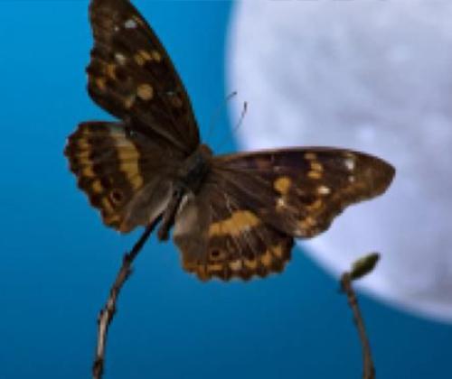 Sortie nature insectes la nuit