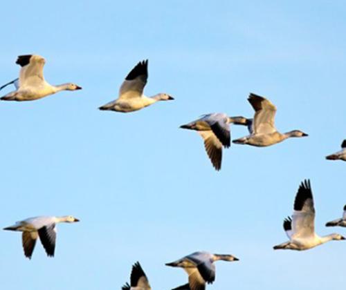 Sortie nature migration oiseaux pays de grasse
