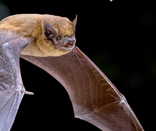 Nuit chauves souris pays de Grasse