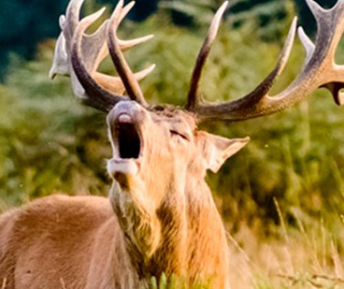 Sortie Brame du cerf Pays de Grasse
