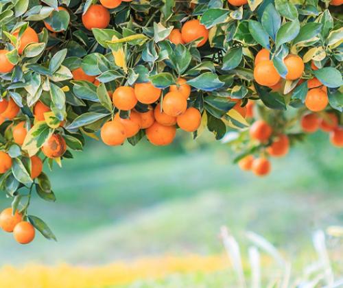 Formation "culture des fruits d'or"