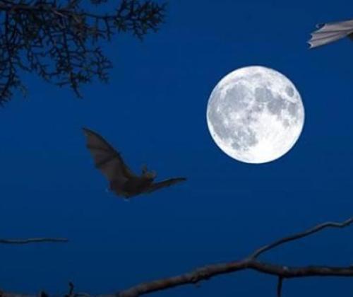Balade nature le jour de la nuit