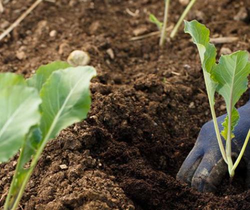 Formation plantation choux Pays de Grasse