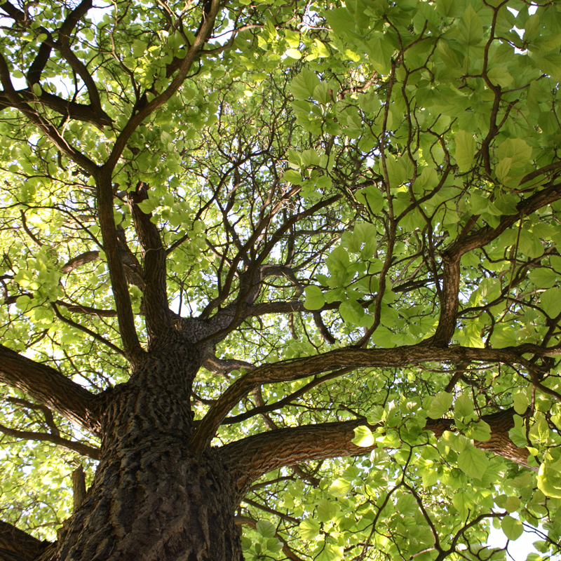 Climatisation végétale symbiotique