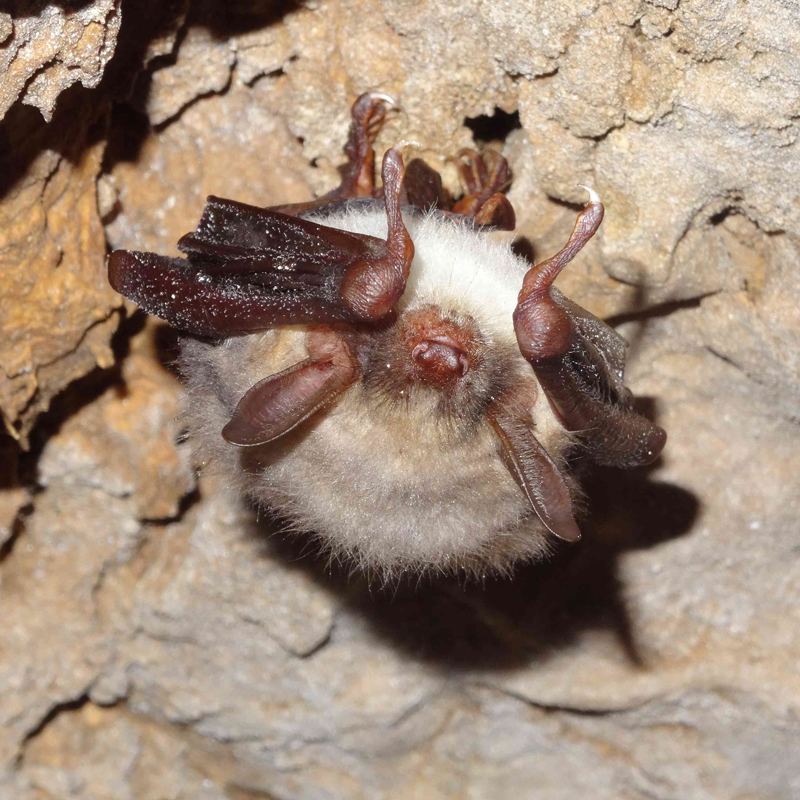 Réaliser un atlas de la biodiversité sur la commune de Mouans- Sartoux