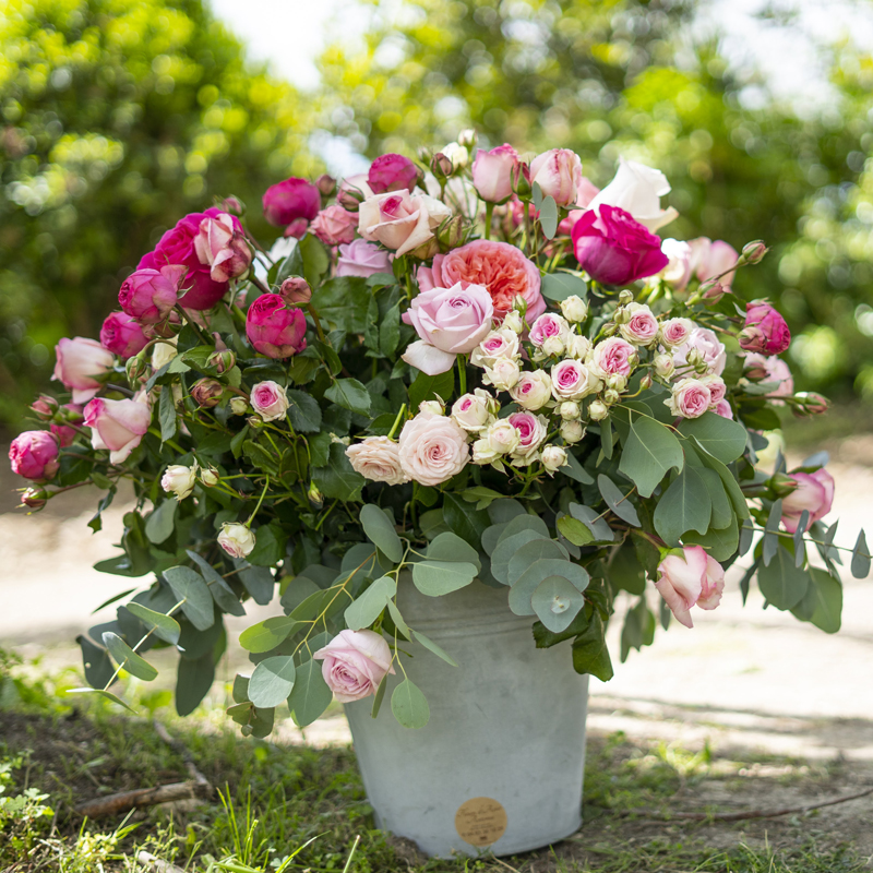 Inventaire-diagnostic de la biodiversité du Domaine de la rose Lancôme à Grasse