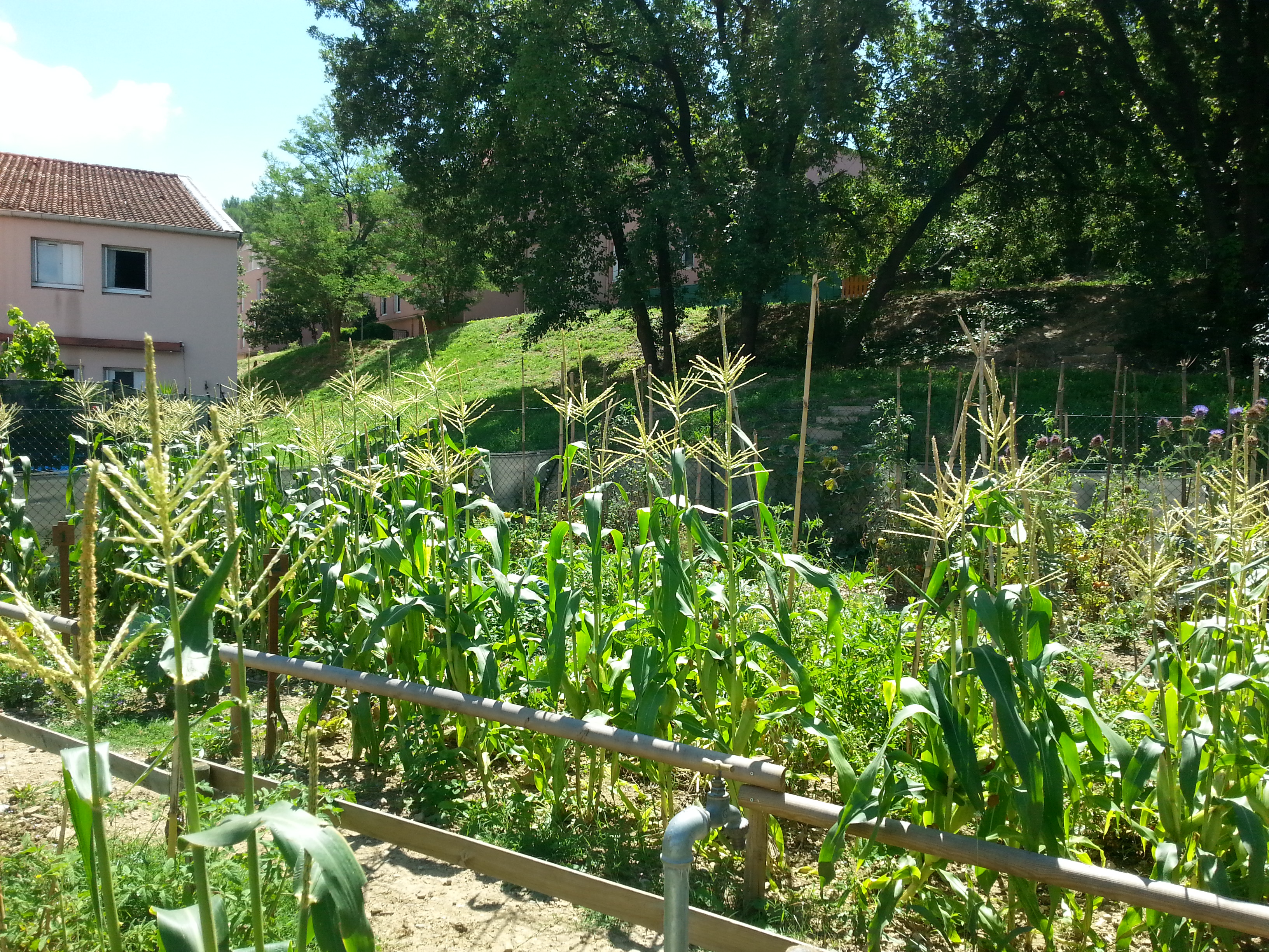 Jardin partagés Le Petit Lopin 