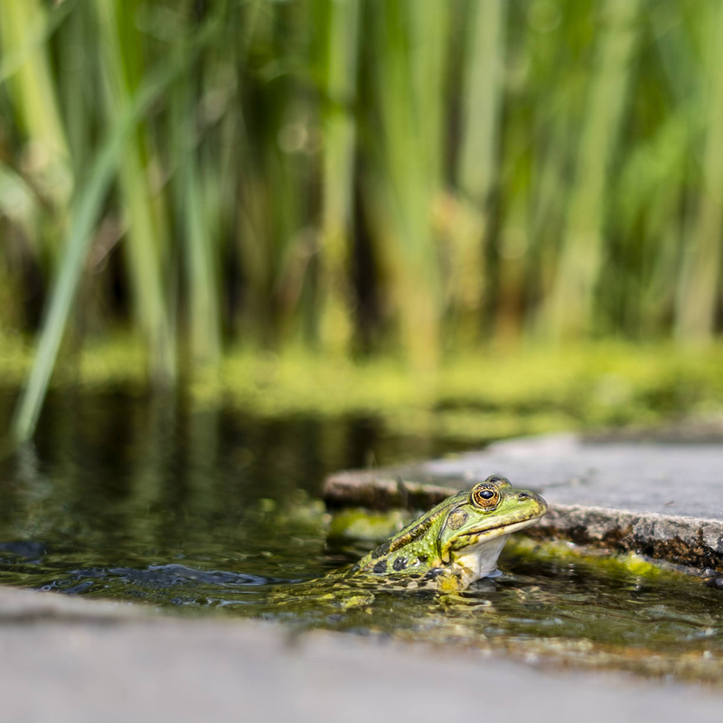 Plan d’action concerté pour la valorisation de la biodiversité