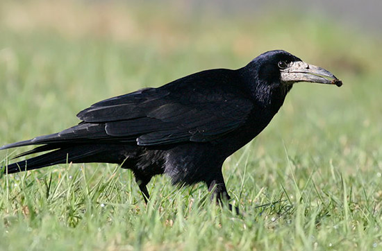 Corvidé non chassable (corbeau, chouca, crave...)