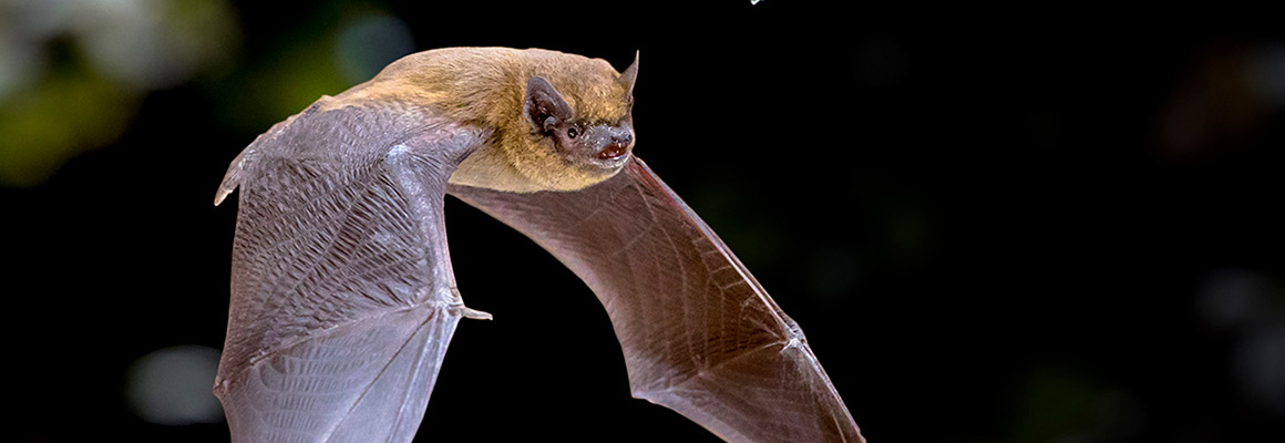 sortie nature nuit chauve-souris pays de grasse