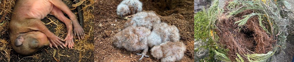 Montage-sos-faune-sauvage