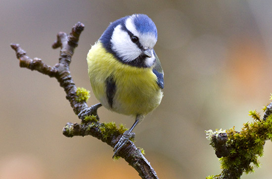 Mésange, rouge-gorge, fauvette, moineau...