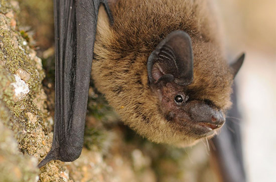 Chiroptères (pipistrelles, molosses, sérotonines, oreillards)