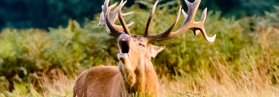 sortie nature pays de grasse brame du cerf