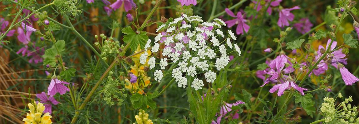 Formation-herbes-sauvages-comestibles-jardin-CAPG