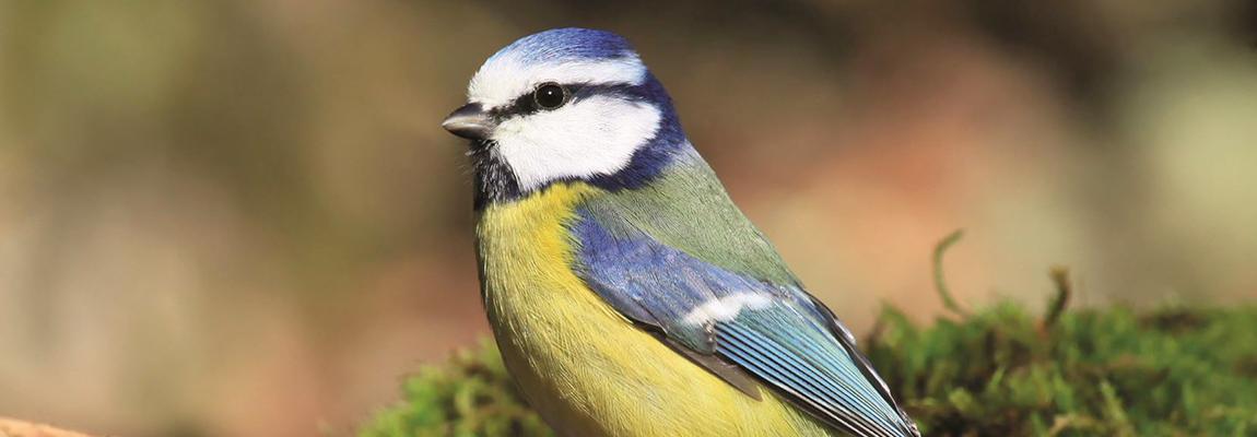Sortie nature oiseaux de la Siagne pays de Grasse