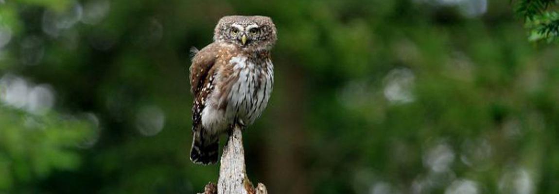 sortie nature chouette pays de grasse