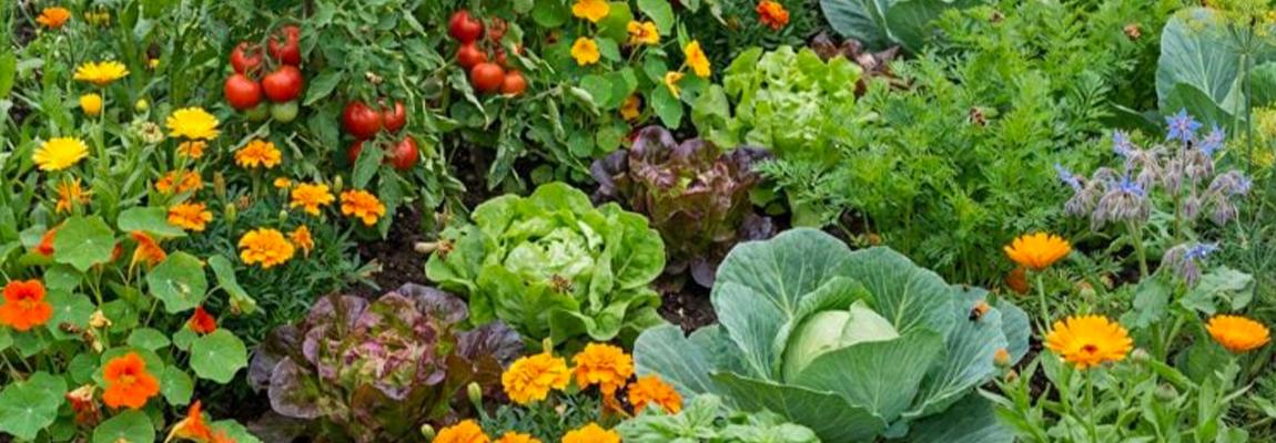 plantes compagnes pays de grasse