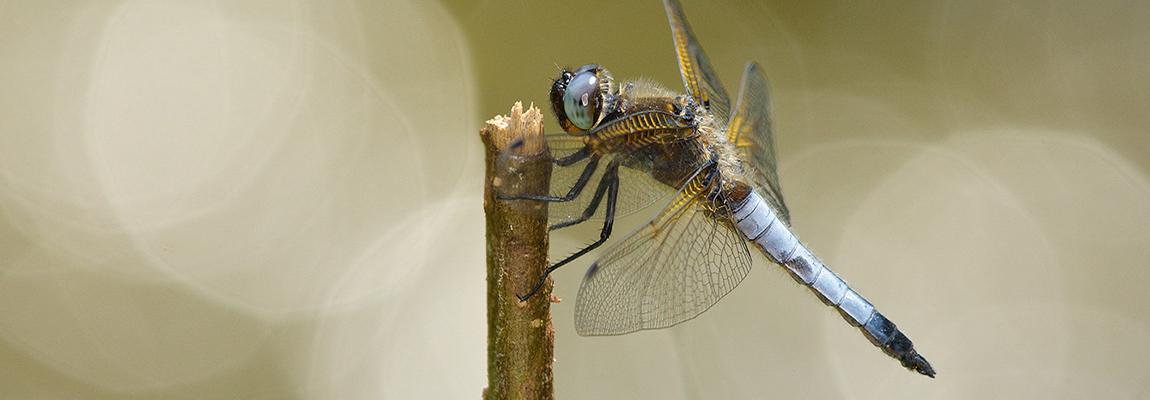 sortie-nature-libellules-pays-de-grasse