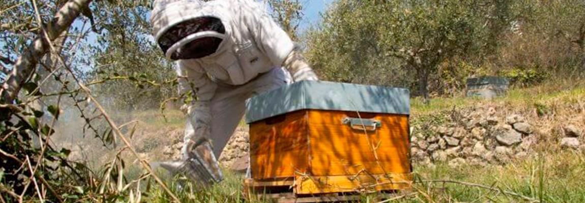 Formation Apiculture ruche pays de grasse
