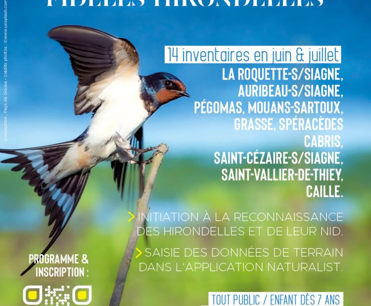 inventaire hirondelles pays de Grasse