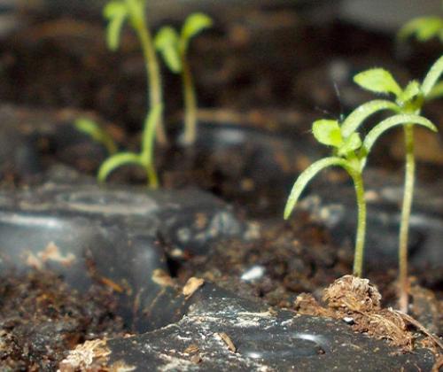 Formation autoproduction de semences potagères