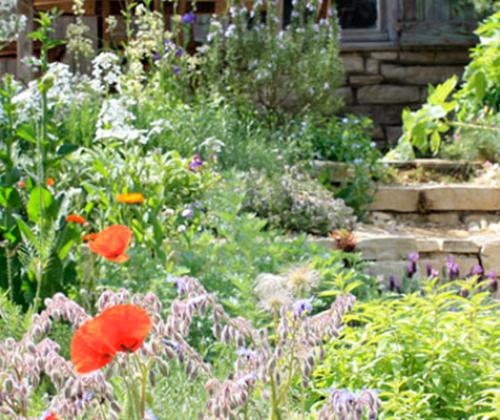 Formation jardin ornemental adapté à la sécheresse Pays de Grasse
