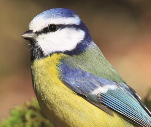 Sortie nature oiseaux cascade de clars CAPG