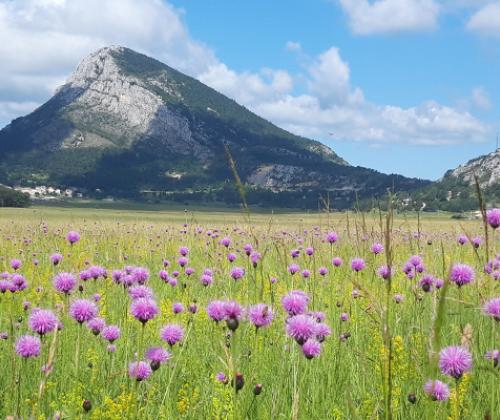 Sortie nature prairie inondables CAPG
