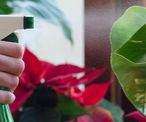 Soin des plantes par les plantes