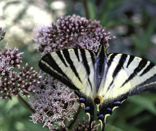 sortie nature faune mourachonne pays de grasse