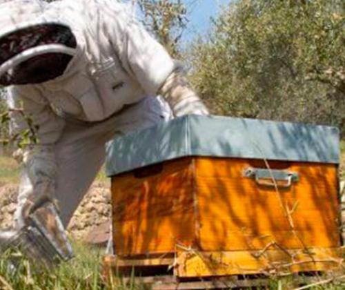 Formation Apiculture ruche pays de grasse