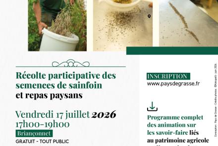 Récolte semences sainfoin Briançonnet