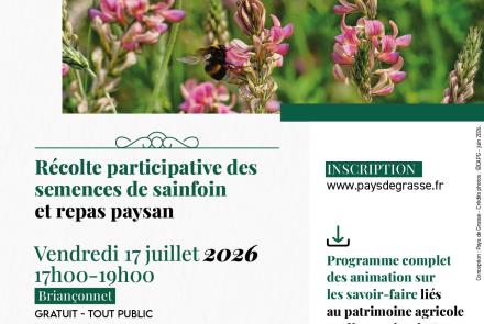 Récolte semences sainfoin Briançonnet