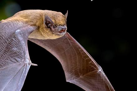 sortie nature nuit chauve-souris pays de grasse